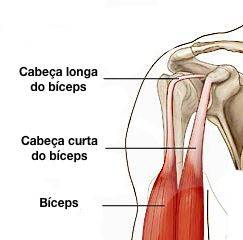 imagem da Cabeça Curta e Longa do Bíceps