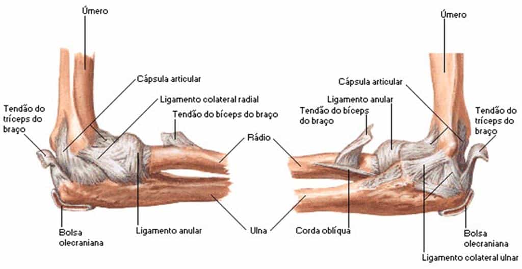 Anatomia do cotovelo